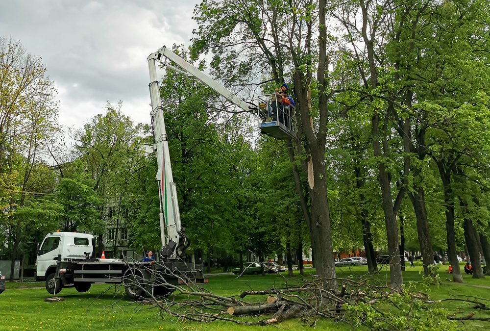 5 Signs You Need Tree Removal at Your Greenville SC Property