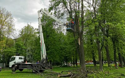 5 Signs You Need Tree Removal at Your Greenville SC Property